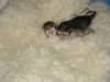 naomigirlandnooaboynewborn17_small.jpg
