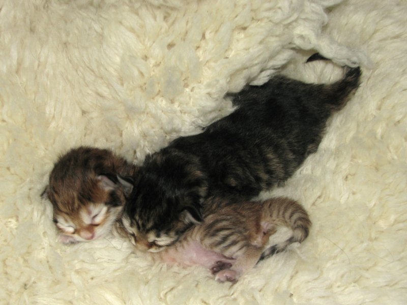naomigirlandnooaboynewborn18.jpg