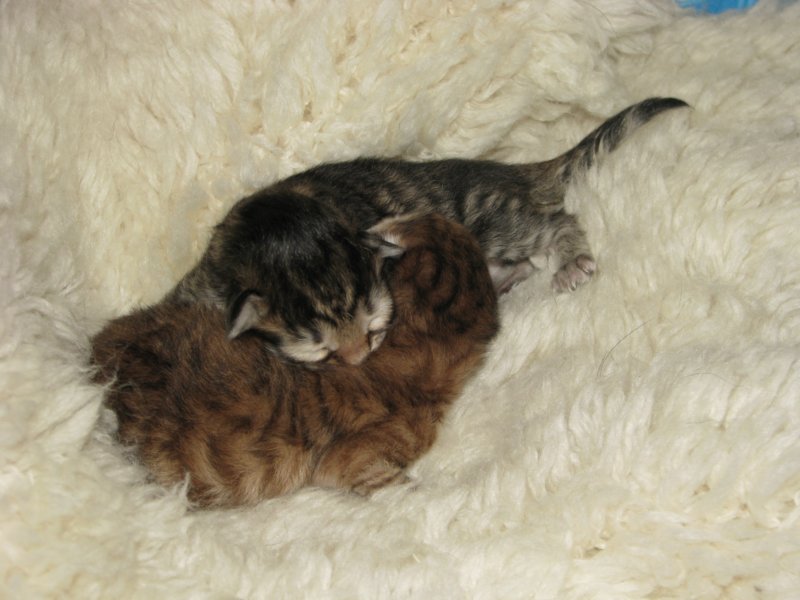 naomigirlandnooaboynewborn2.jpg