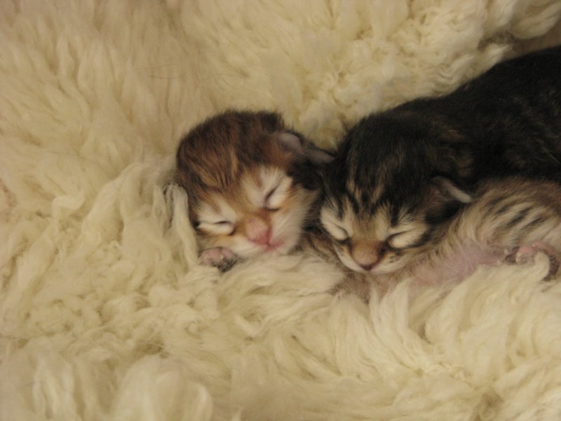 naomigirlandnooaboynewborn22.jpg