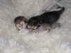 naomigirlandnooaboynewborn25_small.jpg