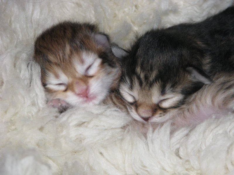 naomigirlandnooaboynewborn27.jpg