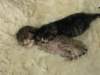 naomigirlandnooaboynewborn29_small.jpg