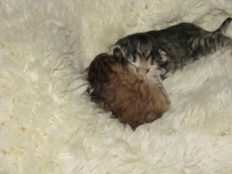 naomigirlandnooaboynewborn3.jpg