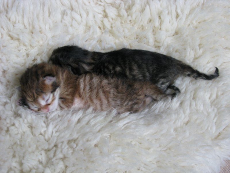 naomigirlandnooaboynewborn32.jpg