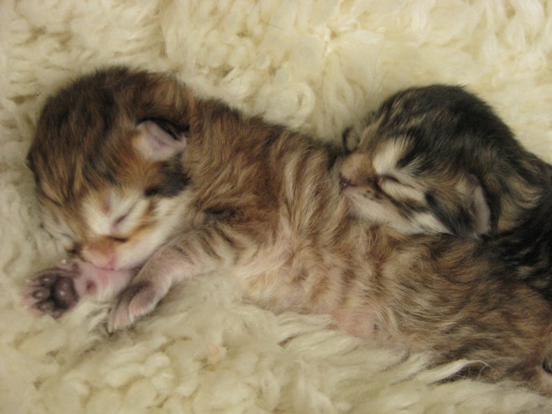 naomigirlandnooaboynewborn40.jpg