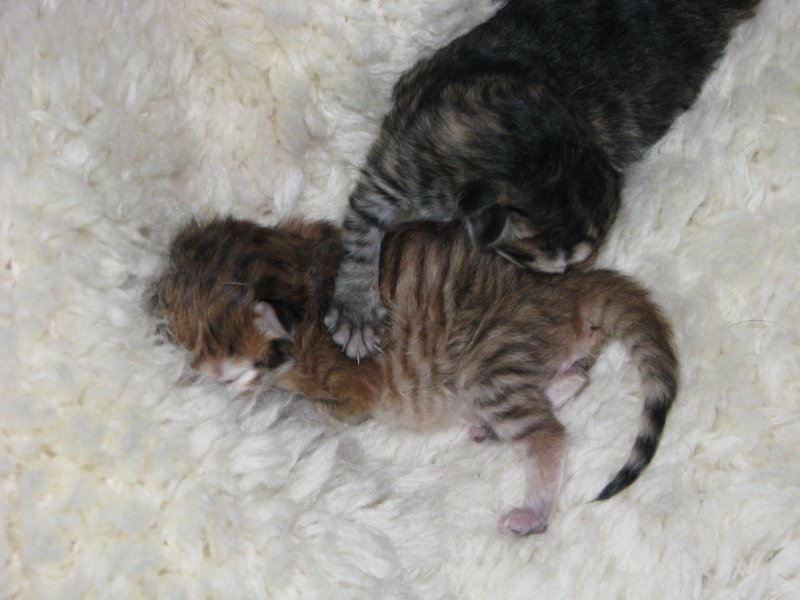 naomigirlandnooaboynewborn5.jpg