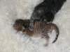 naomigirlandnooaboynewborn5_small.jpg