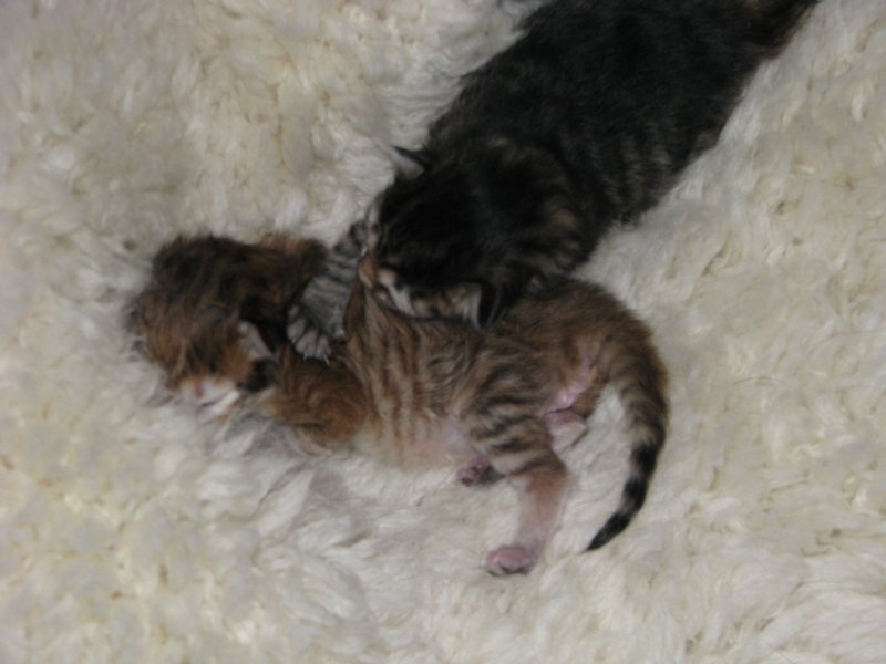 naomigirlandnooaboynewborn6.jpg