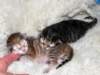 naomigirlandnooaboynewborn8_small.jpg