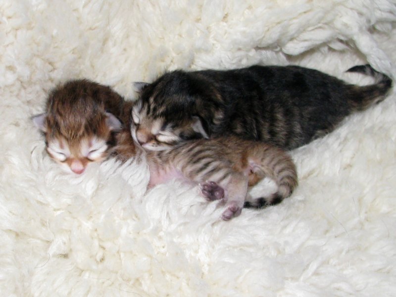 naomigirlandnooaboynewborn9.jpg
