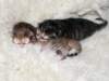 naomigirlandnooaboynewborn9_small.jpg