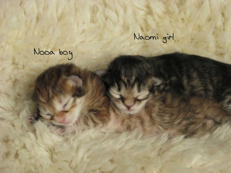 nooaandnaomi2.jpg
