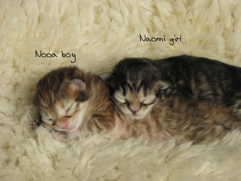 nooaandnaominewborn.jpg
