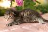 img_3695_small.jpg