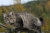 img_8512_small.jpg