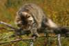img_8524_small.jpg