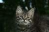 jeremiaisinallthepicturesinthisalbum_small.jpg
