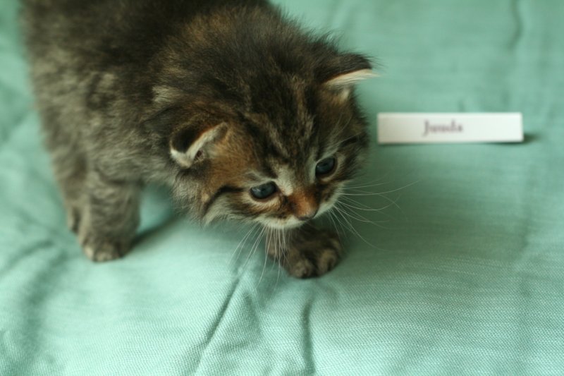 juuda3.jpg