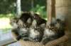 jpentue95viikkoajlitter95weeks2_small.jpg
