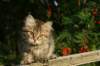 img_7331_small.jpg