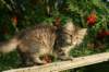 img_7334_small.jpg