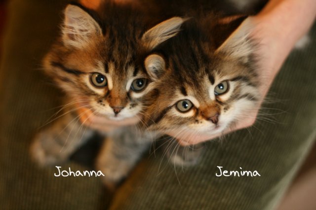 johannajemima1.jpg