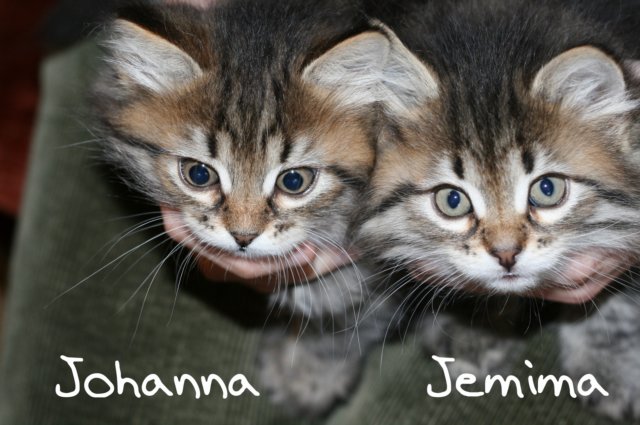 johannajemima11.jpg