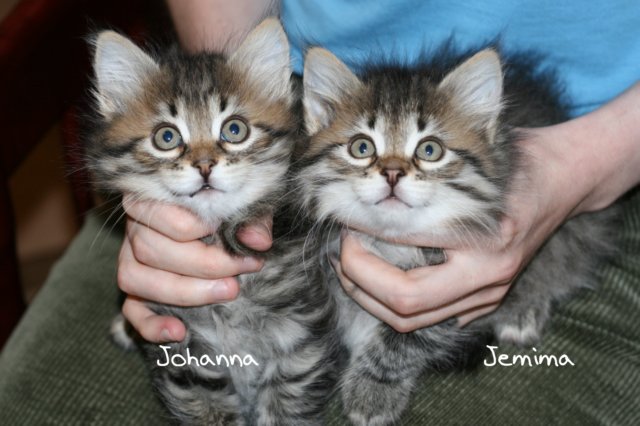 johannajemima4.jpg