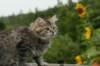 img_6994_small.jpg