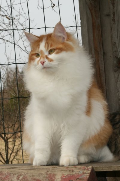 chamurinhiskiajokihelmendpentueenisihmisrakaskehrvnallesireofjokihelmidlitterasweetpurringsiberiancat.jpg