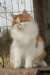 chamurinhiskiajokihelmendpentueenisihmisrakaskehrvnallesireofjokihelmidlitterasweetpurringsiberiancat_small.jpg