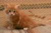dariellapunatabbytyttdariellaredclassictabbygirl10_small.jpg