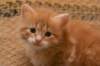 dariellapunatabbytyttdariellaredclassictabbygirl11_small.jpg