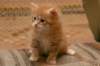 dariellapunatabbytyttdariellaredclassictabbygirl12_small.jpg