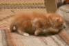 dariellapunatabbytyttdariellaredclassictabbygirl13_small.jpg