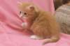 dariellapunatabbytyttdariellaredclassictabbygirl14_small.jpg