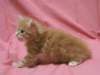 dariellapunatabbytyttdariellaredclassictabbygirl15_small.jpg
