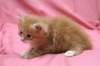 dariellapunatabbytyttdariellaredclassictabbygirl16_small.jpg