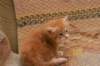 dariellapunatabbytyttdariellaredclassictabbygirl3_small.jpg