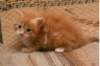dariellapunatabbytyttdariellaredclassictabbygirl6_small.jpg