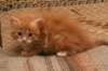 dariellapunatabbytyttdariellaredclassictabbygirl7_small.jpg