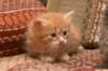 dariellapunatabbytyttdariellaredclassictabbygirl_small.jpg