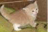 davetgremevalkeatiikeritaiclassictaddypoikadavetboyetigerclassictabbywithwhite10_small.jpg