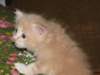 davetgremevalkeatiikeritaiclassictaddypoikadavetboyetigerclassictabbywithwhite11_small.jpg