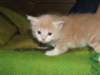 davetgremevalkeatiikeritaiclassictaddypoikadavetboyetigerclassictabbywithwhite12_small.jpg