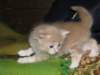 davetgremevalkeatiikeritaiclassictaddypoikadavetboyetigerclassictabbywithwhite13_small.jpg