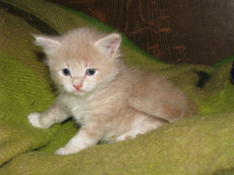 davetgremevalkeatiikeritaiclassictaddypoikadavetboyetigerclassictabbywithwhite14.jpg