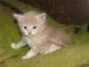 davetgremevalkeatiikeritaiclassictaddypoikadavetboyetigerclassictabbywithwhite14_small.jpg