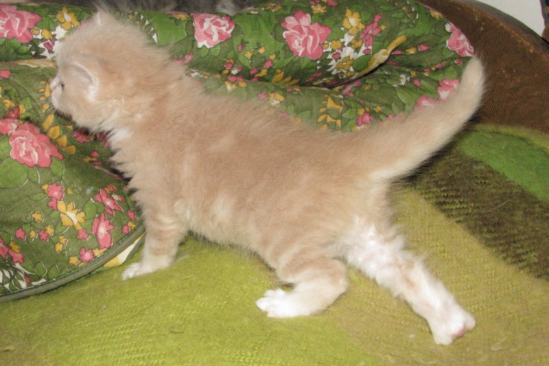 davetgremevalkeatiikeritaiclassictaddypoikadavetboyetigerclassictabbywithwhite15.jpg